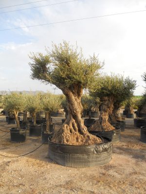 OLEA EUROPAEA