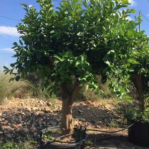 PLANTAS MEDITERRANEAS