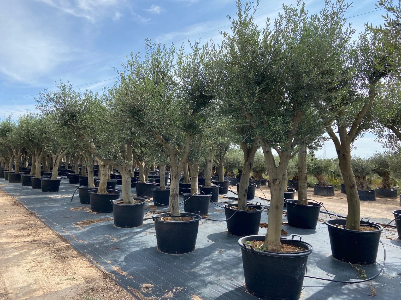 Olive Tree | Olea europea main image 1