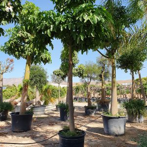 BRACHYCHITON ACERIFOLIUS