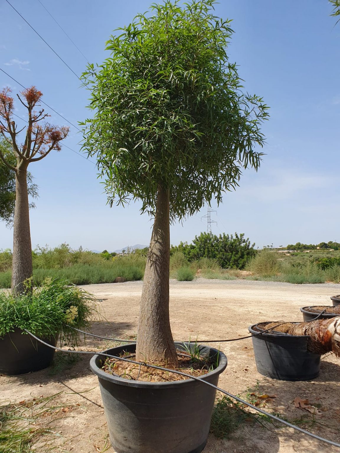 Brachychiton Rupestris For Sale