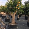 CITRUS SINENSIS