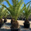 PHOENIX CANARIENSIS