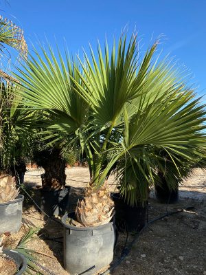 SABAL PALMETTO