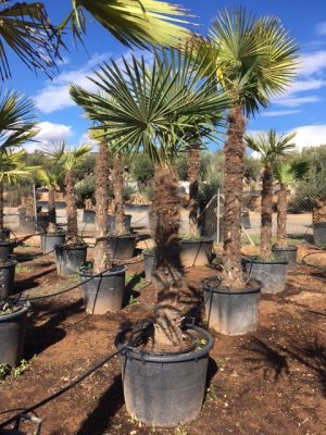 TRACHYCARPUS FORTUNEI